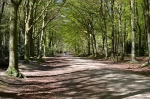 Bacton Woods4