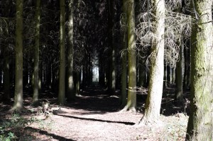 Bacton Woods6